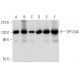 TIP120A Antibody (B-8) - Western Blotting - Image 357356 