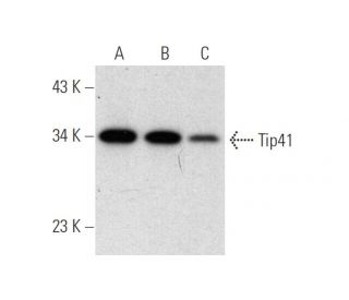 Tip41 Antibody (B-3) - Western Blotting - Image 301493 
