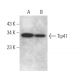 Tip41 Antibody (B-3) - Western Blotting - Image 371932 
