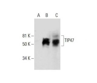 TIP47 Antibody (B-3) - Western Blotting - Image 291860 