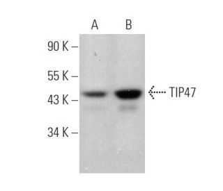 TIP47 Antibody (B-3) - Western Blotting - Image 372468 