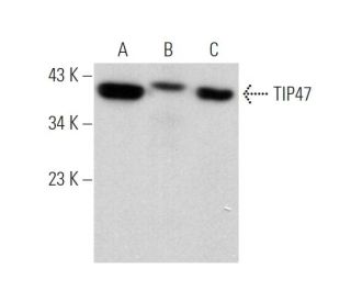 TIP47 Antibody (F-10) - Western Blotting - Image 372474 