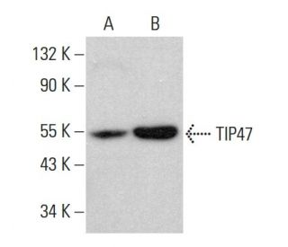 TIP47 Antibody (F-10) - Western Blotting - Image 382212