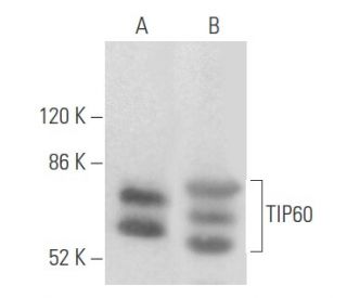 ぴページ il_1080xN.5032794744_5qp1.jpg