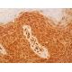 TIP60 Antibody (T4D2) - Immunohistochemistry - Image 411720