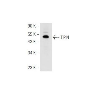 TIPIN Antibody (4C9) - Western Blotting - Image 99836 