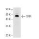 TIPIN Antibody (4C9) - Western Blotting - Image 99836 