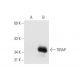 TIRAP Antibody (B-3) - Western Blotting - Image 66401