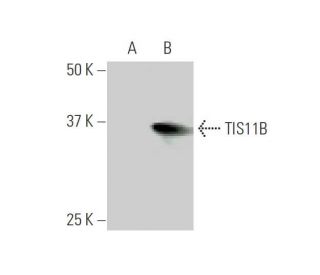 TIS11B Antibody (1A3) - Western Blotting - Image 347538 