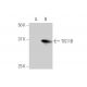 TIS11B Antibody (1A3) - Western Blotting - Image 347538 