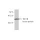 TIS11B Antibody (1A3) - Western Blotting - Image 348445