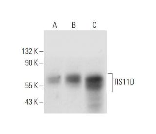 TIS11D Antibody (A-3) - Western Blotting - Image 332794 