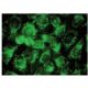 Titin Antibody (E-4) - Immunofluorescence - Image 142798 