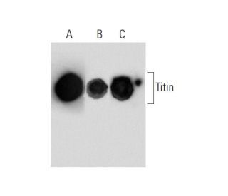 Titin Antibody (E-2) - Western Blotting - Image 135053