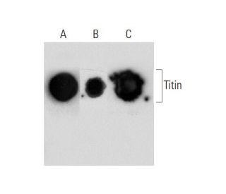 Titin Antibody (E-2) - Western Blotting - Image 135055 
