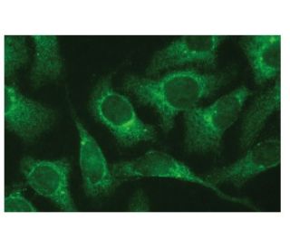 TKTL1/2 Antibody (C-11) - Immunofluorescence - Image 131821 