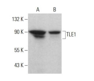 western blotting image from recommended TLE1 (F-4) monoclonal antibody replacement. Image 376751
