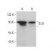 western blotting image from recommended TLE1 (F-4) monoclonal antibody replacement. Image 376751