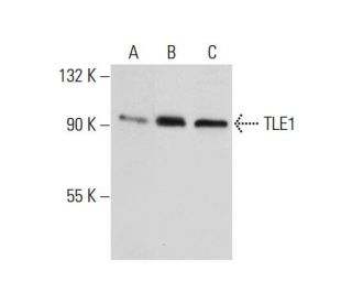 TLE1 Antibody (F-4) - Western Blotting - Image 132680