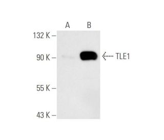 TLE1 Antibody (F-4) - Western Blotting - Image 67649 