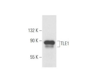 TLE1 Antibody (C-7) - Western Blotting - Image 57885