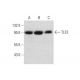western blotting image from recommended TLE3 (D-10) monoclonal antibody replacement. Image 333361