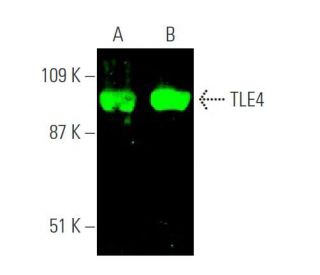 western blotting image from recommended TLE4 (E-10) monoclonal antibody replacement. Image 372693