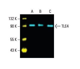 TLE4 Antibody (E-10) - Western Blotting - Image 396272