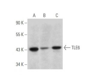 TLE6 Antibody (D-4) - Western Blotting - Image 333809 
