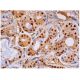 TLF Antibody (C-8) - Immunohistochemistry - Image 333315