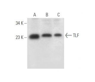 TLF Antibody (C-8) - Western Blotting - Image 314181 