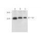 TLF Antibody (C-8) - Western Blotting - Image 314181 