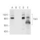 TLK1 Antibody (G-8) - Western Blotting - Image 296014