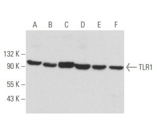 western blotting image from recommended TLR1 (H-8) monoclonal antibody replacement. Image 357392