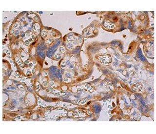 TLR4 Antibody (25) | SCBT - Santa Cruz Biotechnology