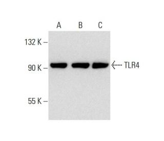 TLR4 Antibody (25)