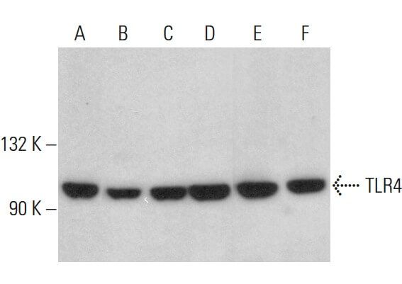 tlr4-antibody-25-western-