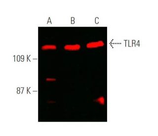 tlr4-antibody-25-western- tlr4-antibody-25-western-