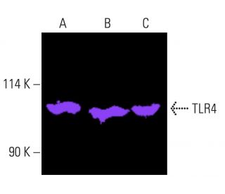 tlr4-antibody-25-western- tlr4-antibody-25-western-