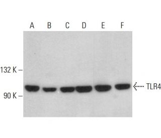 western blotting image from recommended TLR4 (25) monoclonal antibody replacement. Image 348898