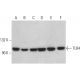 western blotting image from recommended TLR4 (25) monoclonal antibody replacement. Image 348898