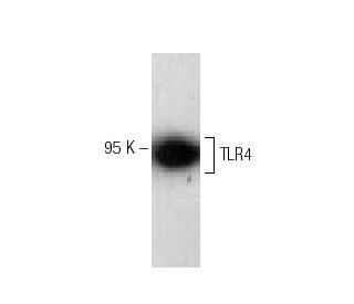 TLR4 Antibody (25) - Western Blotting - Image 133343
