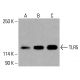TLR5 항체 (H-11): sc-518106. HeLa (A), K-562 (B) 및 HCT-116 (C) 전체 세포 용해물에서 TLR5 발현의 웨스턴 블롯 분석. 사용된 검출 시약: m-IgGκ BP-HRP: sc-516102. TLR5 Antibody (H-11) - Western Blotting - Image 416146