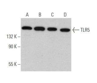 western blotting image from recommended TLR5 (C7) monoclonal antibody replacement. Image 374580
