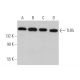 western blotting image from recommended TLR5 (C7) monoclonal antibody replacement. Image 374580