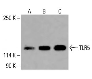 TLR5 Antibody (H-11) - Western Blotting - Image 416146 