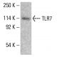 TLR7 Antibody (4F4) - Western Blotting - Image 412630