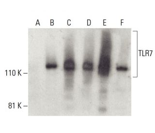 TLR7 Antibody (C-1) - Western Blotting - Image 399519