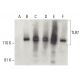 TLR7 Antibody (C-1) - Western Blotting - Image 399519