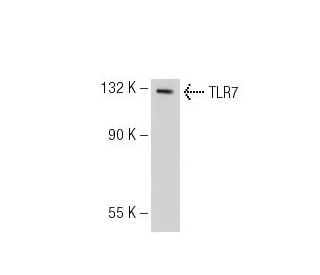 western blotting image from recommended TLR7 (4F4) monoclonal antibody replacement. Image 125825